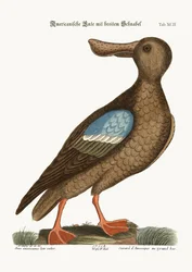 Le Canard souchet à ailes bleues, 1749-73